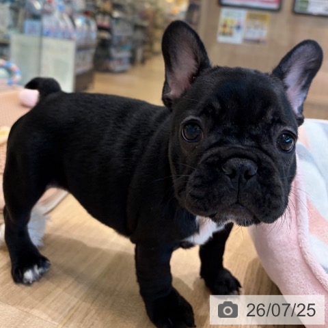 大阪府のフレンチブルドッグ (ペットプラス 堺北花田店/2026年5月20日生まれ/女の子/ブリンドル)の子犬の4枚目の画像