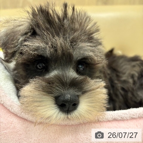 ミニチュア・シュナウザーの写真