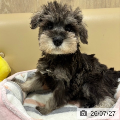 ミニチュア・シュナウザーの写真