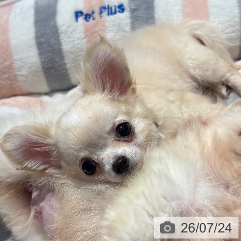 チワワの写真