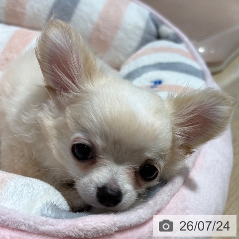 チワワの写真