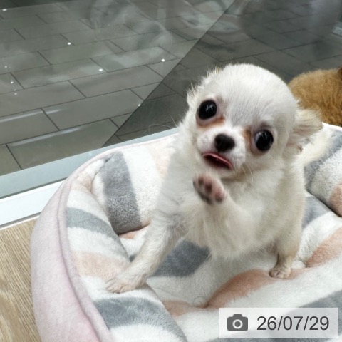 チワワの写真