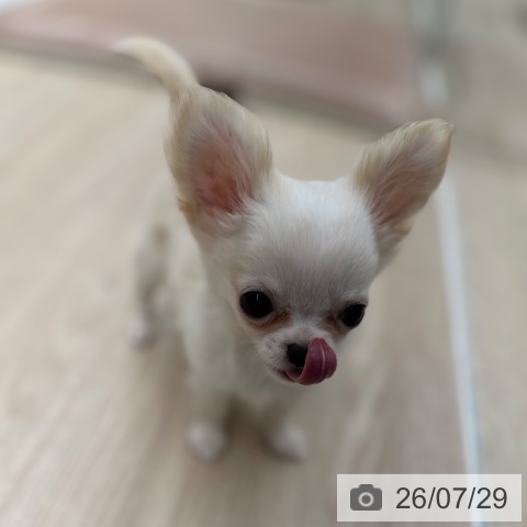 チワワの写真
