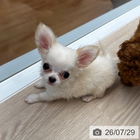 チワワの写真