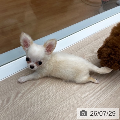 チワワの写真