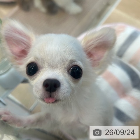 チワワの写真