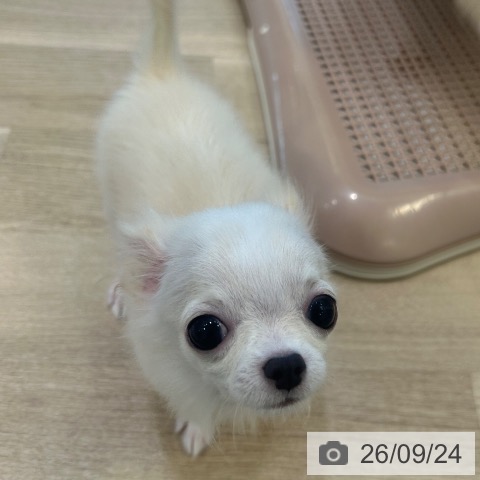 チワワの写真