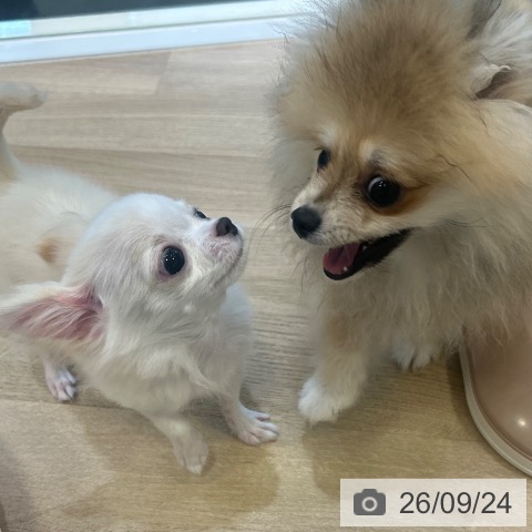 チワワの写真
