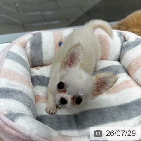 チワワの写真