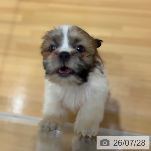 奈良県のシーズー (ペットプラス 大和郡山店/2026年5月20日生まれ/男の子/ホワイトゴールド)の子犬の4枚目の画像