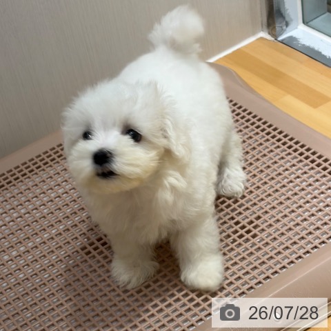 マルチーズの写真