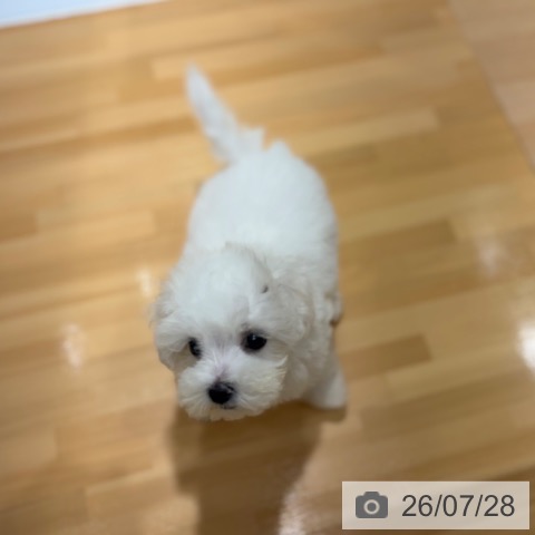 マルチーズの写真