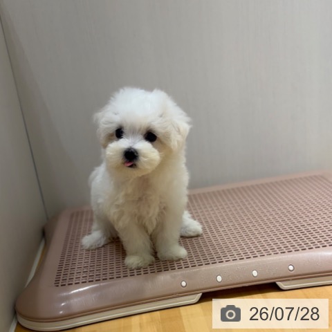 マルチーズの写真