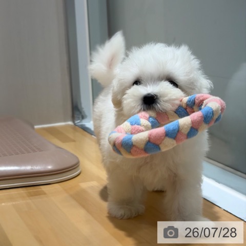 マルチーズの写真
