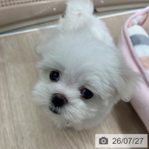 マルチーズの写真