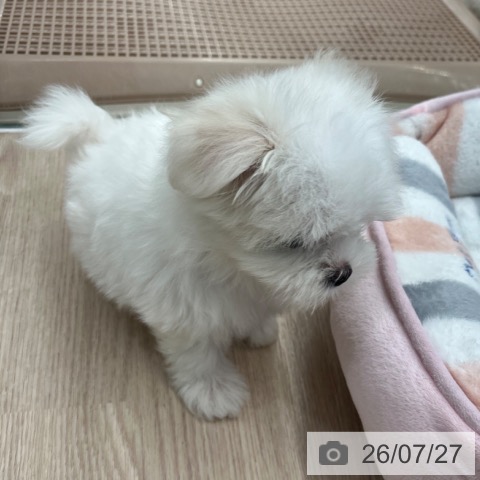 マルチーズの写真