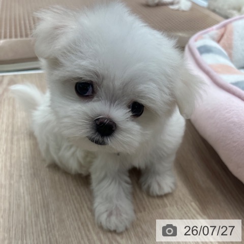 マルチーズの写真