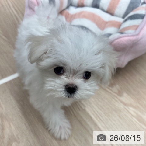 京都府のマルチーズ (ペットプラス 京都桂川店/2026年5月27日生まれ/女の子/ホワイト)の子犬の4枚目の画像