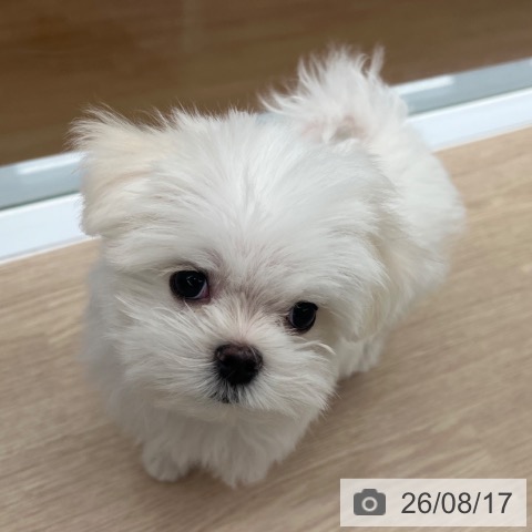 京都府のマルチーズ (ペットプラス 京都桂川店/2026年5月27日生まれ/女の子/ホワイト)の子犬の3枚目の画像
