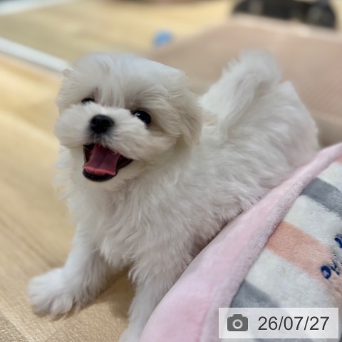 マルチーズの写真
