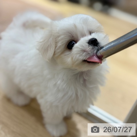 マルチーズの写真