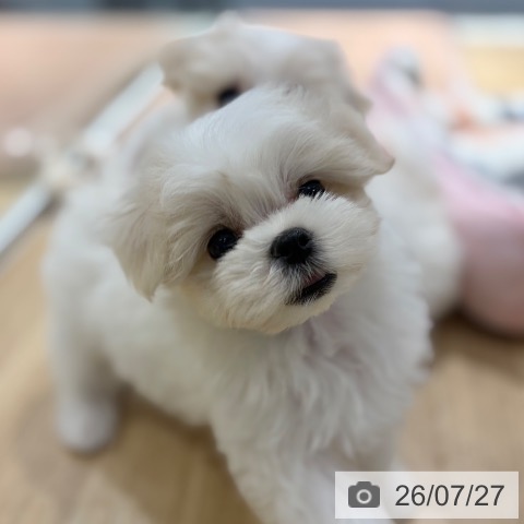 マルチーズの写真