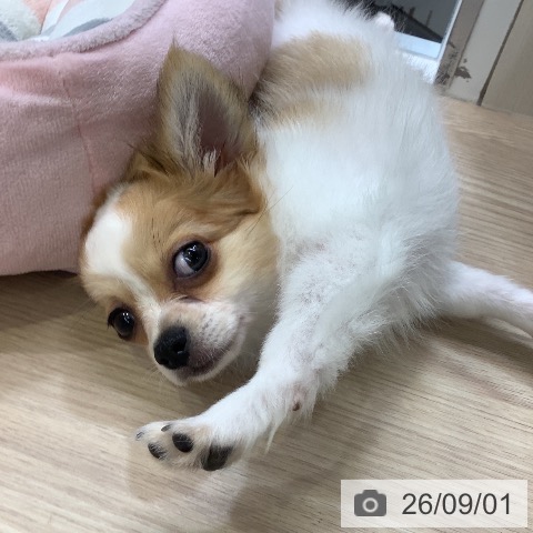 チワワの写真