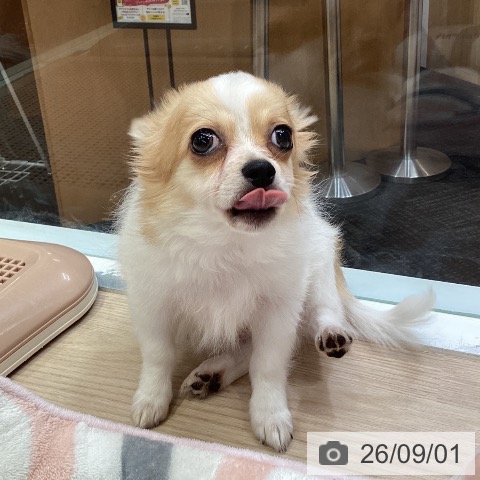 神奈川県のチワワ(ロング) (ペットプラス 川崎ルフロン店/2026年5月25日生まれ/男の子/ホワイトレッド)の子犬の4枚目の画像