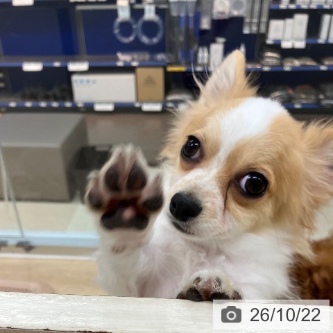 神奈川県のチワワ(ロング) (ペットプラス アミーゴ藤沢店/2026年5月25日生まれ/男の子/ホワイトレッド)の子犬の3枚目の画像