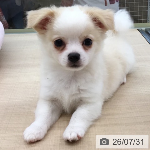 チワワの写真
