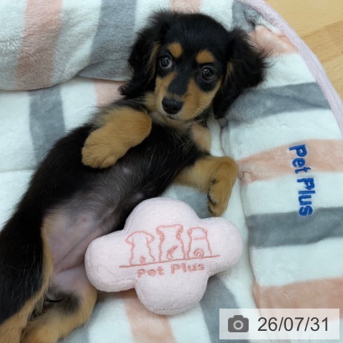埼玉県のカニンヘンダックスフンド(ロング) (ペットプラス 浦和美園店/2026年5月27日生まれ/女の子/ブラックタン)の子犬の4枚目の画像