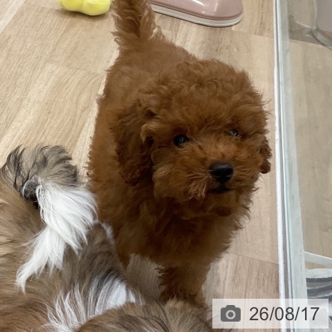 大阪府のトイプードル(トイ) (ペットプラス りんくう泉南店/2026年5月27日生まれ/男の子/レッドフォーン)の子犬の3枚目の画像