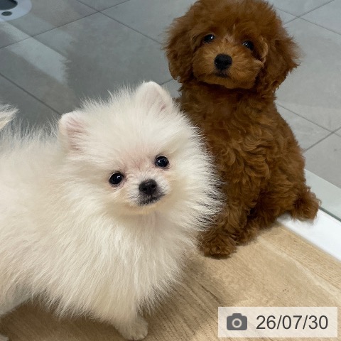 ポメラニアンの写真