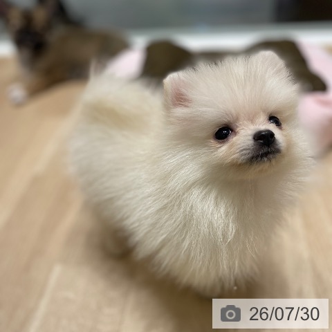 ポメラニアンの写真