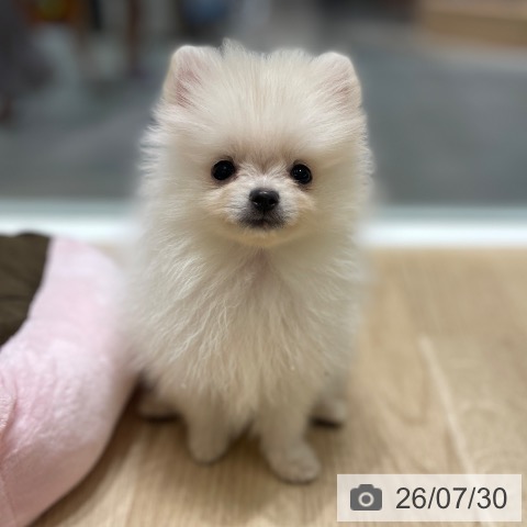 ポメラニアンの写真