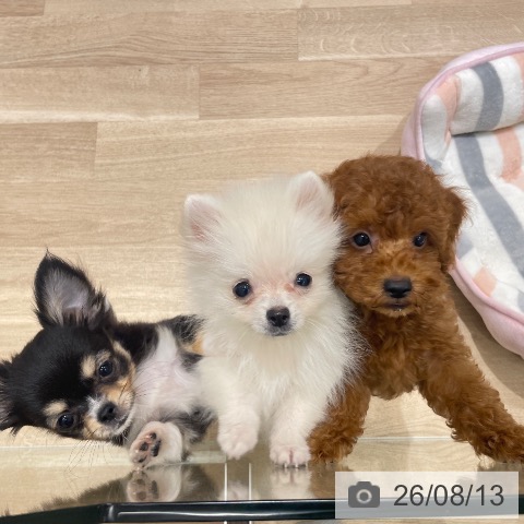 ポメラニアンの写真