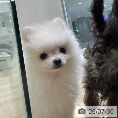 長野県のポメラニアン (ペットプラス 須坂店/2026年5月20日生まれ/男の子/クリーム)の子犬の4枚目の画像