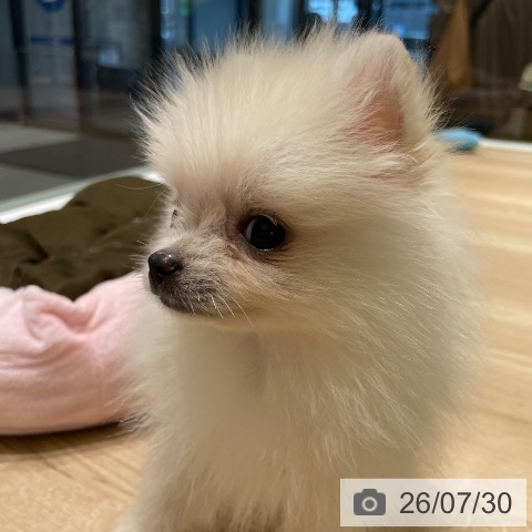 長野県のポメラニアン (ペットプラス 須坂店/2026年5月20日生まれ/男の子/クリーム)の子犬の3枚目の画像