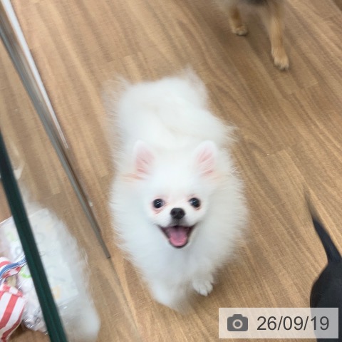 茨城県のポメラニアン (ペッツワン つくば店/2026年5月18日生まれ/女の子/ホワイト)の子犬の4枚目の画像