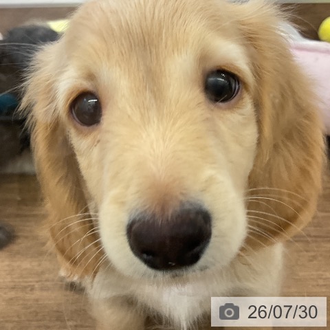 ミニチュア・ダックスフンドの写真