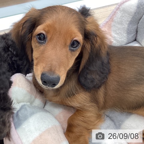 ミニチュア・ダックスフンドの写真