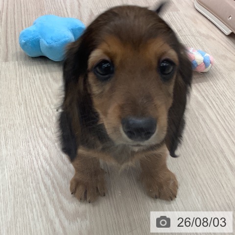 ミニチュア・ダックスフンドの写真