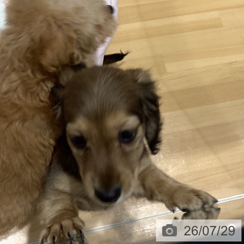 ミニチュア・ダックスフンドの写真