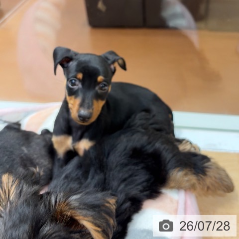 ミニチュア・ピンシャーの写真