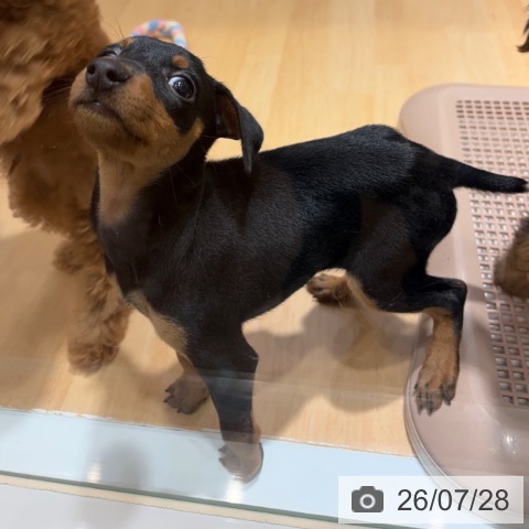 ミニチュア・ピンシャーの写真