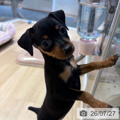 ミニチュア・ピンシャーの写真