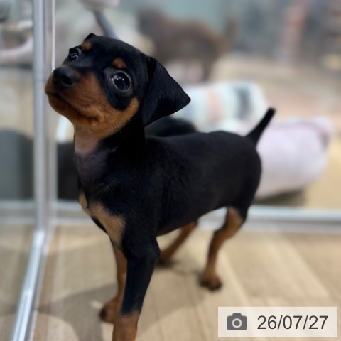 ミニチュア・ピンシャーの写真