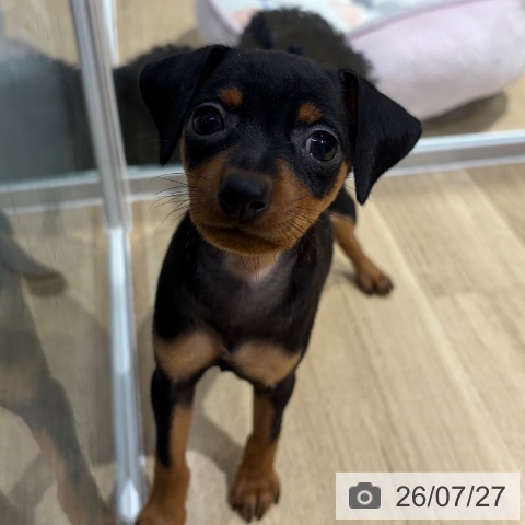ミニチュア・ピンシャーの写真