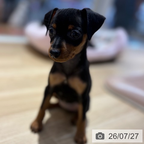 ミニチュア・ピンシャーの写真