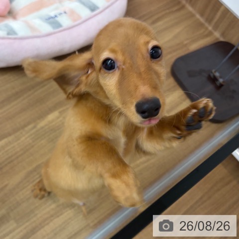 ミニチュア・ダックスフンドの写真